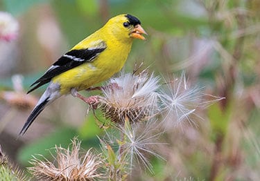 Tom Haseltine Photography Postcard Willow Goldfinch Postcard