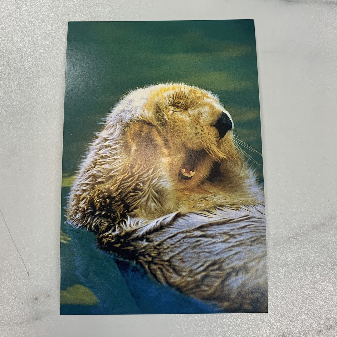 Tom Haseltine Photography Postcard Yawning Sea Otter Postcard