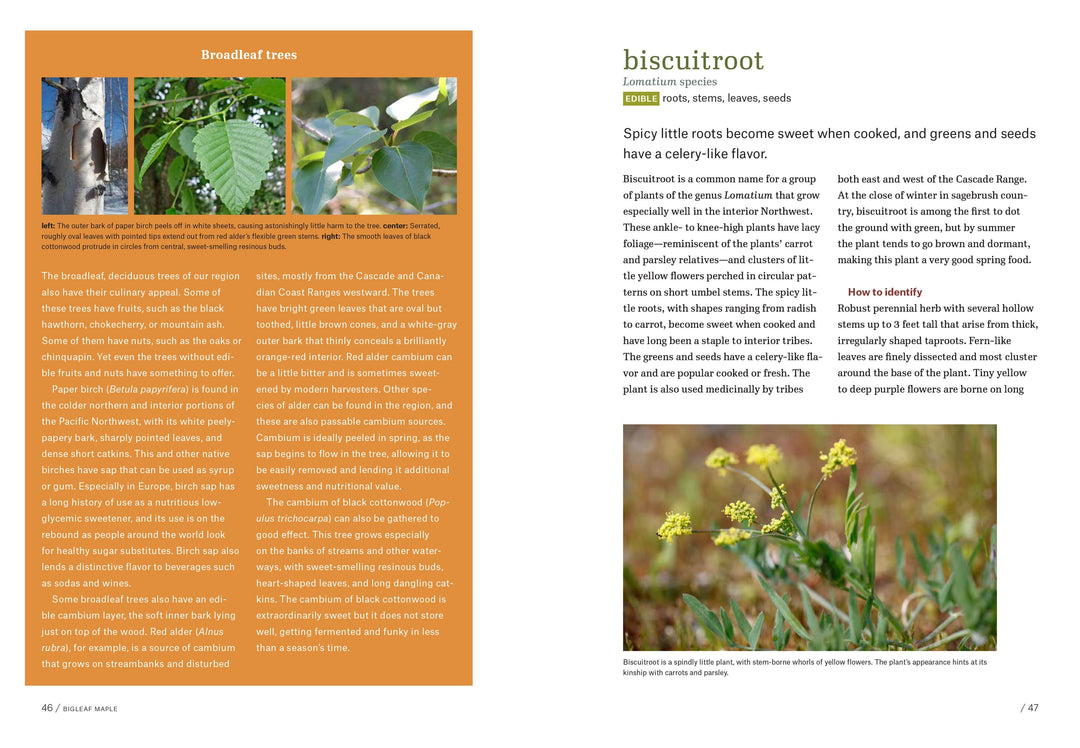 Workman Publishing Book Pacific Northwest Foraging