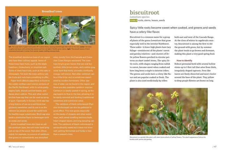 Workman Publishing Book Pacific Northwest Foraging