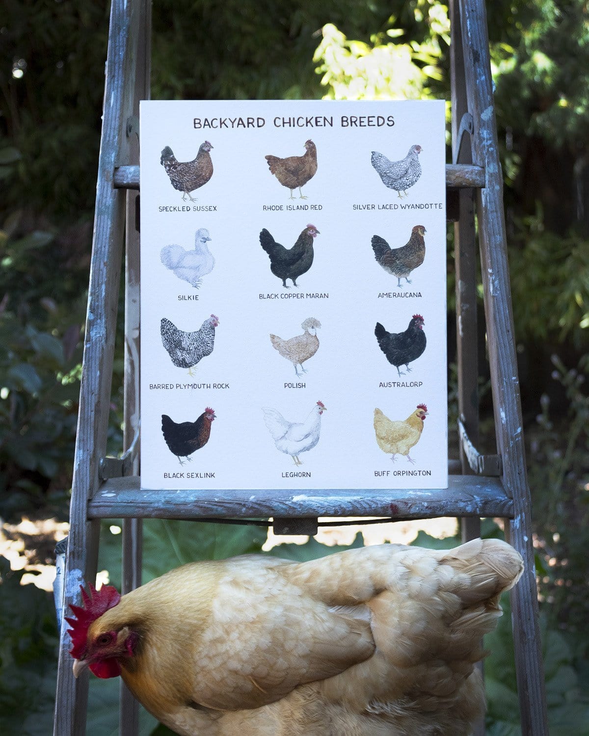 Yardia Art Print 11"x14" Backyard Chicken Breeds Art Print