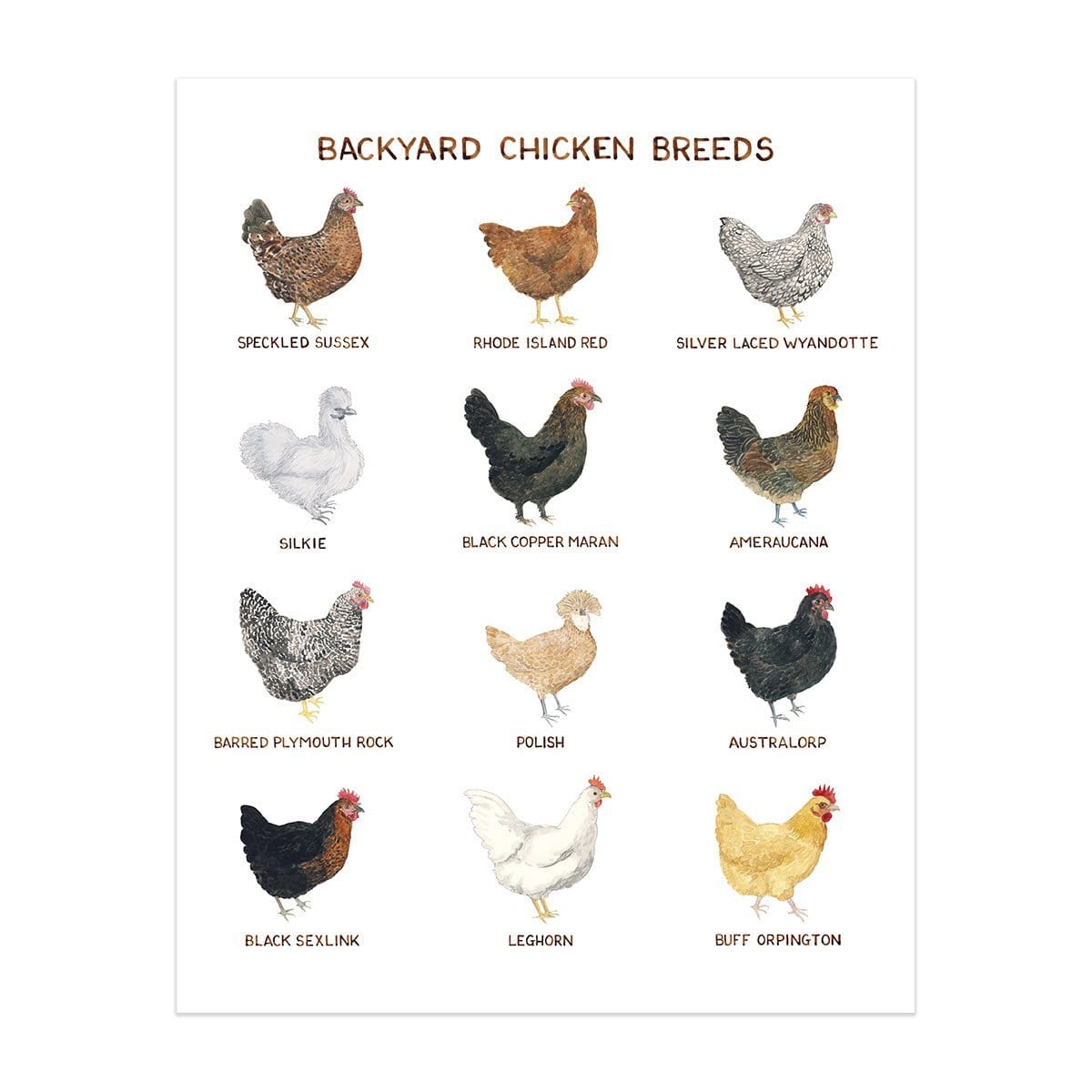 Yardia Art Print 11"x14" Backyard Chicken Breeds Art Print