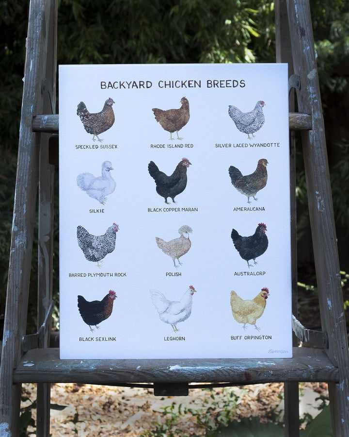 Yardia Art Print 11"x14" Backyard Chicken Breeds Art Print