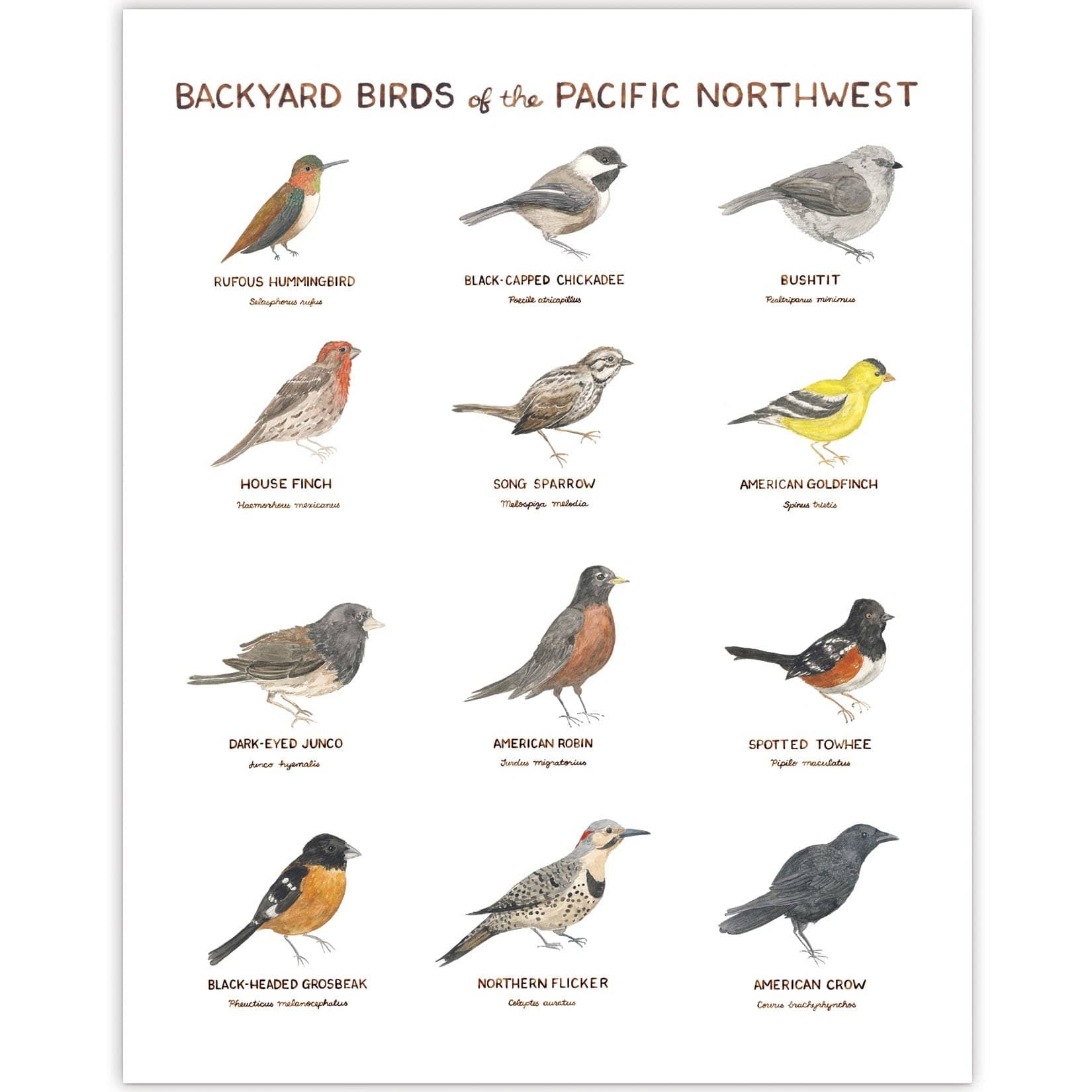 Backyard Birds of the Pacific Northwest 11x14 Art Print Paper Luxe Backyard Birds of the Pacific Northwest 11x14 Art Print Paper Luxe