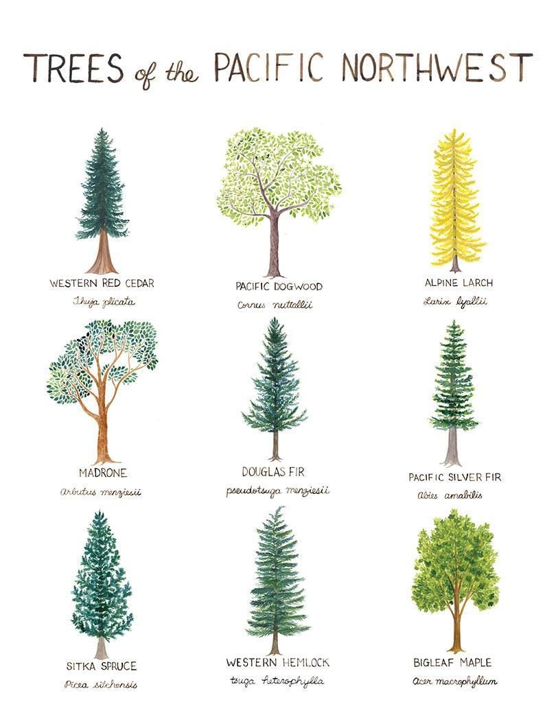 Yardia Art Print Pacific Northwest Trees Art Print