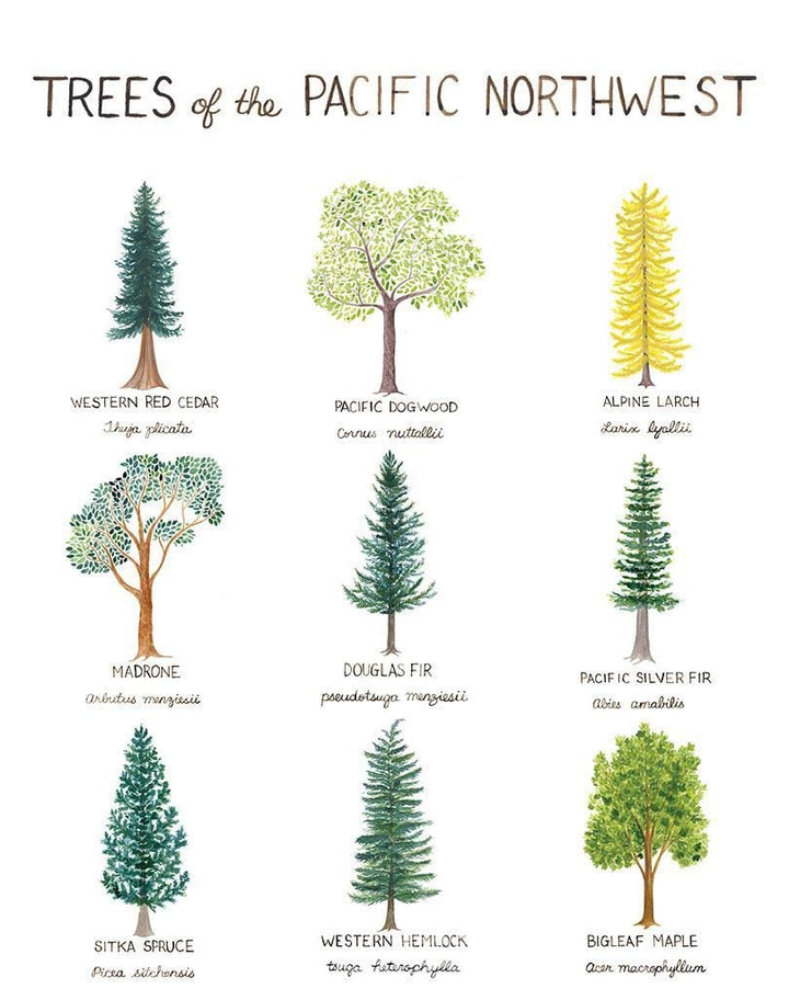 Yardia Art Print Pacific Northwest Trees Art Print